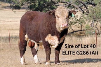 ELITE L25 (HPR) (P)